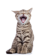 Fototapeta premium Yawning small grey cat kitten isolated on white background