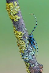 Rosalia alpina - Longhorn beetle - Rosalia longicorn