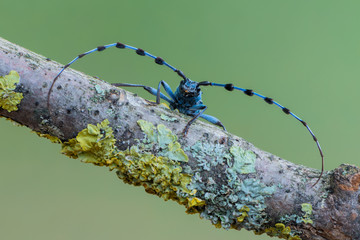 Rosalia alpina - Longhorn beetle - Rosalia longicorn