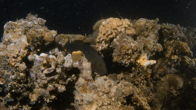 A medium shot of a green coral with black fish underwater
