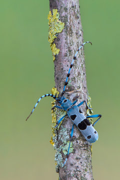 Rosalia alpina - Longhorn beetle - Rosalia longicorn