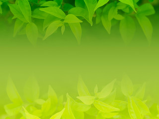 Green leaf natural background.