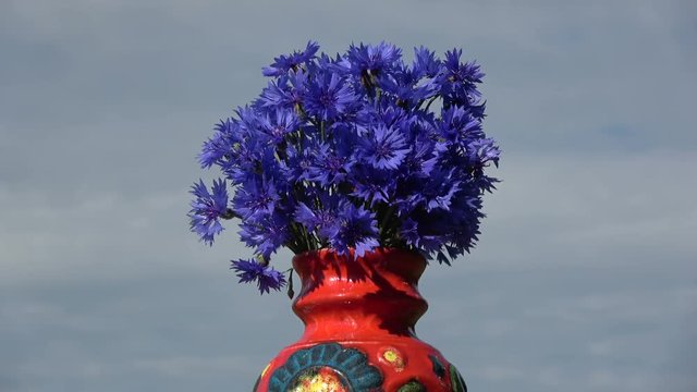 Rotating red ceramic vase with blue cornflowers bunch bouquet