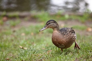 Wild duck female on the grass in the park