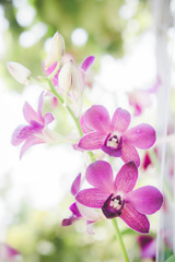 orchid flowers in the garden background with vintage style