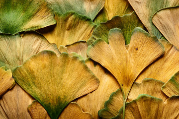 Fototapeta premium Macro shot of overlapping autumn color Ginkgo biloba leaves wet from fall rain