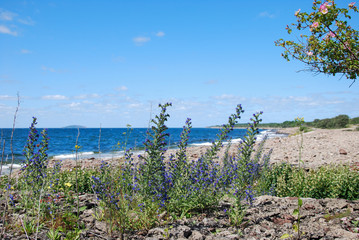 Blossom blueweed by the coast