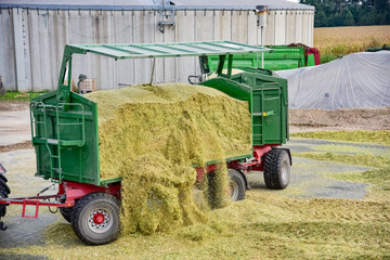 Maisernte - Transport, Abladen von Erntegut