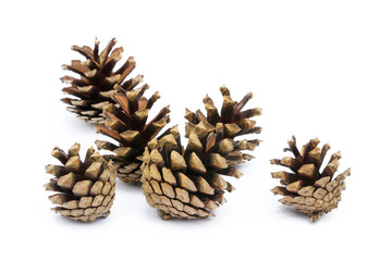 Cone pine isolated on a white background