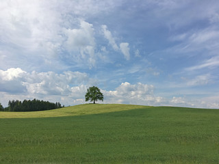 one tree in the meadow