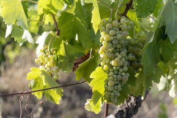 White grape bunches on the vine