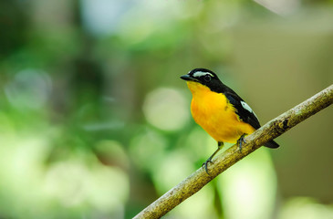 Yellow-rumped Flycatcher