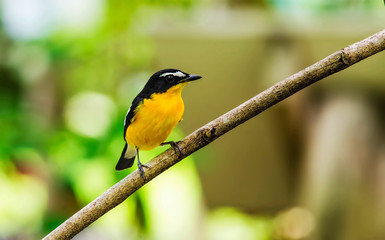 Yellow-rumped Flycatcher