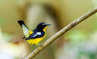 Yellow-rumped Flycatcher