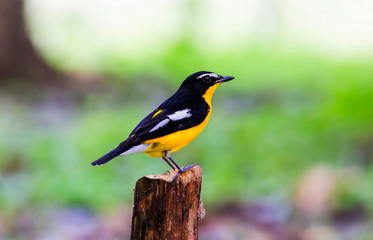 Yellow-rumped Flycatcher