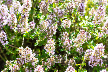 Obraz premium Floral background of thyme creeping