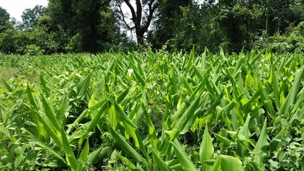 high production termeric,termeric on ground,land protected good.