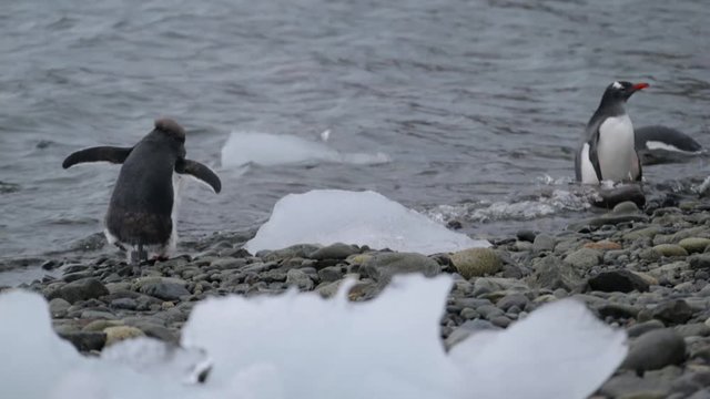 The penguins come into the water and begin to swim. Andreev.