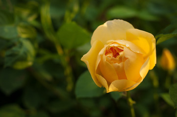 One yellow rose with drops on a green blurred background. Close-up of garden rose.
