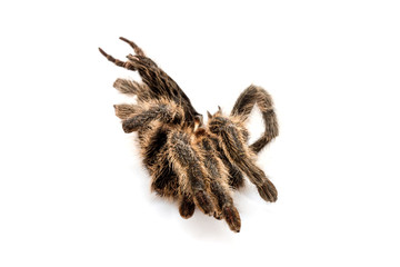 die getrocknete Hülle von einer Vogelspinne (Tarantel), die sich gehäutet hat
