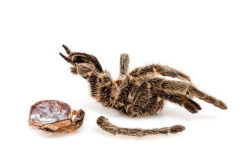 die getrocknete Hülle von einer Vogelspinne (Tarantel), die sich gehäutet hat