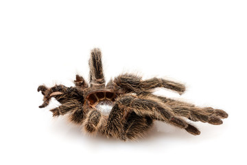 die getrocknete Hülle von einer Vogelspinne (Tarantel), die sich gehäutet hat