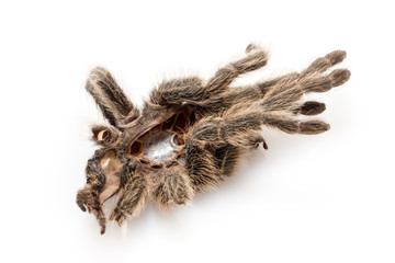 die getrocknete Hülle von einer Vogelspinne (Tarantel), die sich gehäutet hat