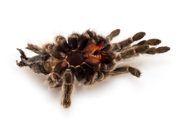 die getrocknete Hülle von einer Vogelspinne (Tarantel), die sich gehäutet hat