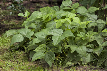 Plant of the beans. Vegetables and legumes.