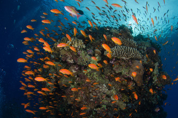 Abudance of coral reef