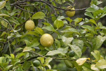 Lemon tree with green and ripe lemons.