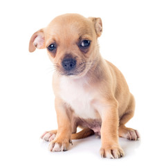 Obraz premium puppy chihuahua in studio