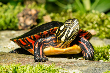Obraz premium Malowany żółw wschodni