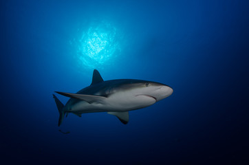 Obraz na płótnie Canvas Shark under the sunball