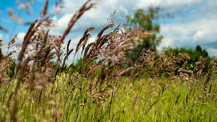 Grashalme wiegen sich im Wind