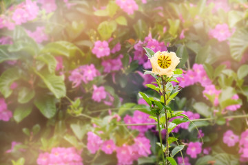 Flower / View of flower in nature background.