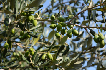 italian olive tree