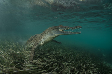 Graceful crocodile