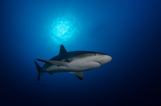 Shark under the sunball