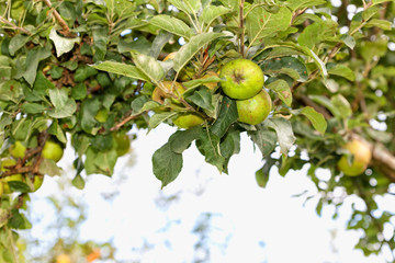 Apple tree loaded with apples.