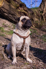 Fototapeta premium pug dog in a summer park.