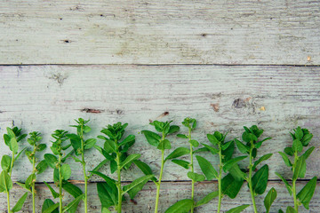 Spinach baby leaves on a white wooden background. copy space
