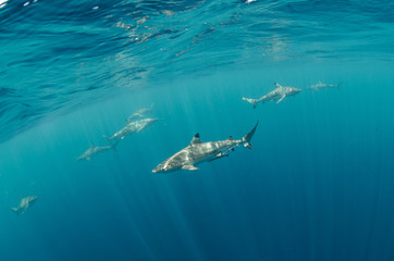 Sharks galore