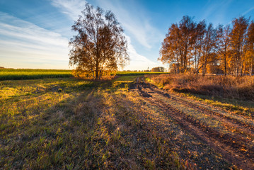 Sunrise in the autumn fields