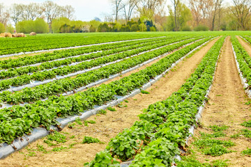 Fototapeta na wymiar Agriculture farm of strawberry field