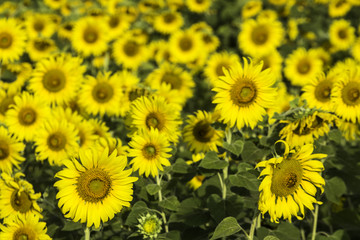 beautiful blooming sunflower field, near the dam, agriculture plant in Lop buri Thailand