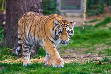 Tiger in forest. Tiger in the nature