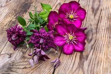 Clematis of different colors