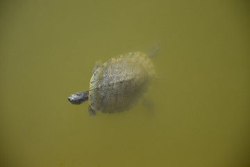 Животные (Черепахи)