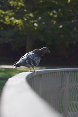 Животные (Птицы)